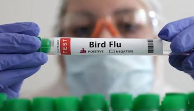 Primera muerte en humanos por gripe aviar en el mundo: un hombre de 59 años en México