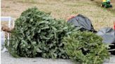 Christmas tree pickup in Springfield begins Jan. 9. What to know