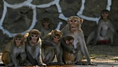 Hitzewelle in Indien: Dutzende durstige Affen in Brunnen ertrunken