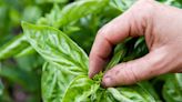 How to Prune Basil to Boost Your Harvest