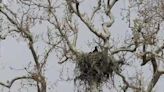 Baby red-tailed hawk living with eaglets in SLO County nest