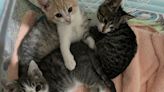 We caught up with the kittens who went missing from a Bergen foster, they're doing great!