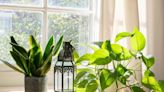 Perfect houseplants for those who struggle to keep them alive – one is 'indestructible'