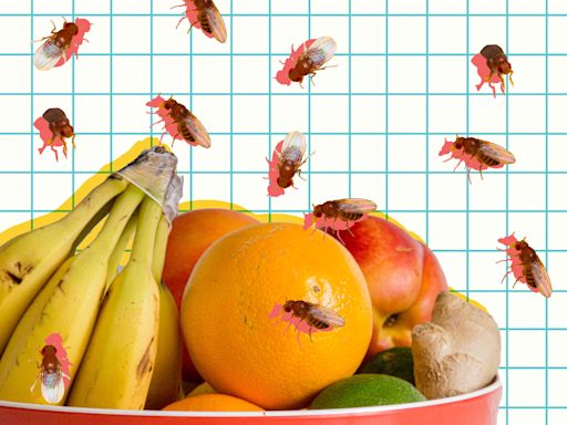 How to Get Rid of Fruit Flies