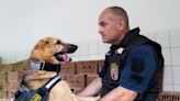 Military dog wounded in eastern Ukraine explosion begins work with Budapest police department