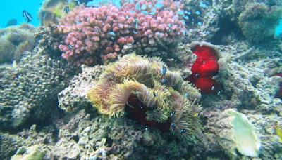 Mauritius | Snorkelling with wily seahorses