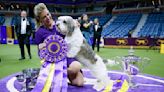 Buddy Holly wins top prize at Westminster Kennel Club Dog Show