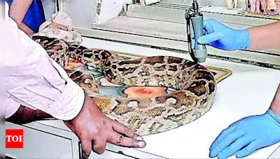 Python trapped in plastic ‘hula hoop’ found at Mumbai's BKC | Mumbai News - Times of India