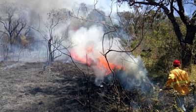 SP registra 12 municípios com focos de incêndio neste sábado