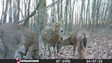 Pennsylvania deer hunters will have 147,000 more antlerless deer licenses, 34 fewer elk
