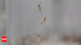 Mosquitoes now supersmart: Experts | Bengaluru News - Times of India