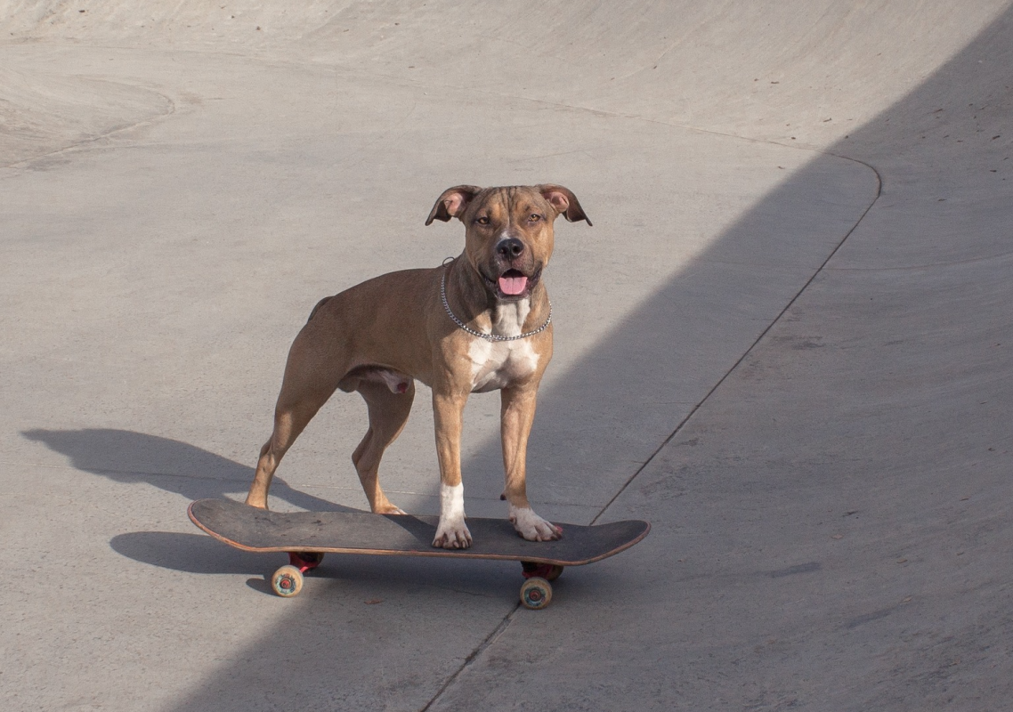 Dog’s Mad Skills Riding a One-Wheel Skateboard Make Him a True Pro