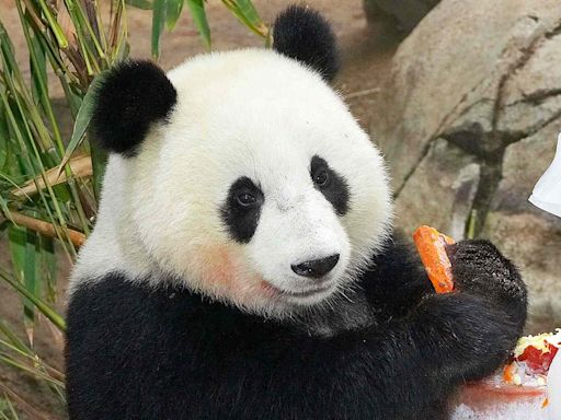 Giant Pandas Arrive Safely at San Diego Zoo Following Agreement with China: 'Acclimating to Their New Home'