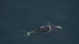 Young whale of endangered species "likely to die" after entanglement