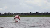 Eavesdropping on pink river dolphins could help save them