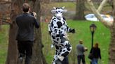 Woman Who Dressed As Cow Upstages Bride's Wedding by Crawling Behind Altar | 98.1 KDD | Jeff Stevens