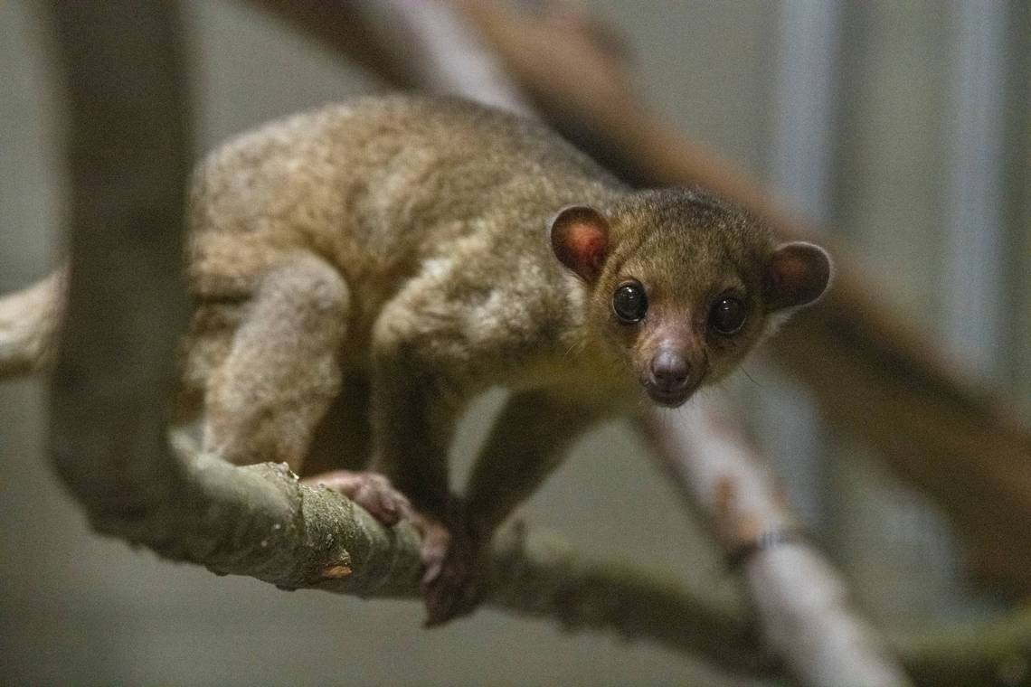 Here’s how a South American honey bear made its way to Tacoma via a Yakima rest stop