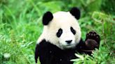 BREAKING NEWS: Pandas Set to Return to Washington, D.C.'s National Zoo | 97.1 WASH-FM | Toby + Chilli Mornings