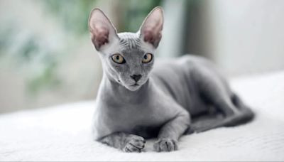 Sphynx Cats Have Lowest Life Expectancy, Study Shows