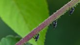 Invasive spotted lanternfly’s voracious march south expected to hit Baltimore hard this summer