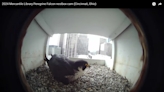 Want to see baby falcons hatch? Keep an eye on Mercantile Library's nestbox livestream