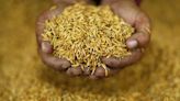 Mercado global de arroz se estabiliza, clima imprevisível preocupa, diz Dreyfus Por Reuters