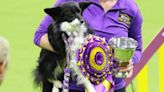 La leyenda de Nimble, la primera perra mestiza en ganar el premio de agilidad del WKC Dog Show