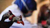 Gripe Aviar: ¿Cuáles son los SÍNTOMAS de la influenza A H5N2 en humanos?