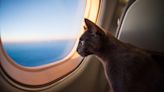 How To Travel Internationally With Your Pet (Without Emptying Your Bank Account)