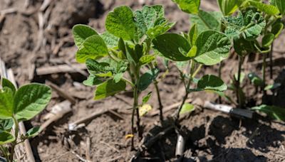 New-crop soybeans notch rare losing streak to start US growing season