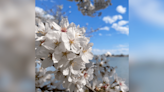 Cherry blossoms reach peak bloom early in DC