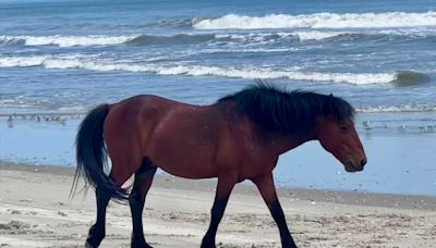 Wild Horse Is Euthanized After Being Hit by a Vehicle in the Outer Banks