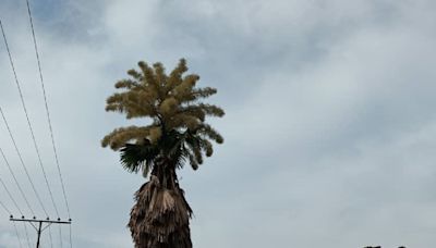 Inusual y sorpresiva floración de palma de Ceilán en la Universidad de Carabobo
