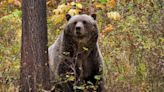 Conservation groups sue over lack of plan for railroad to reduce grizzly deaths in Montana