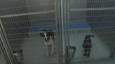 North Little Rock Animal Shelter asking for help in getting animals adopted