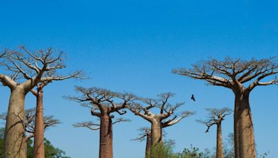 L'origine des baobabs, des arbres immenses et pourtant menacés de disparition