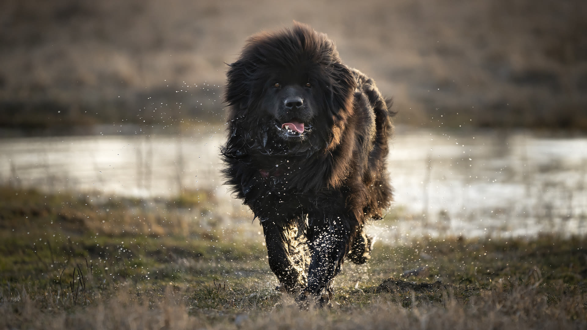 32 things to know about Newfoundland dogs