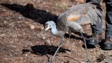 Want to walk a sandhill crane named Jane? Here’s what it’s like — and how you can do it