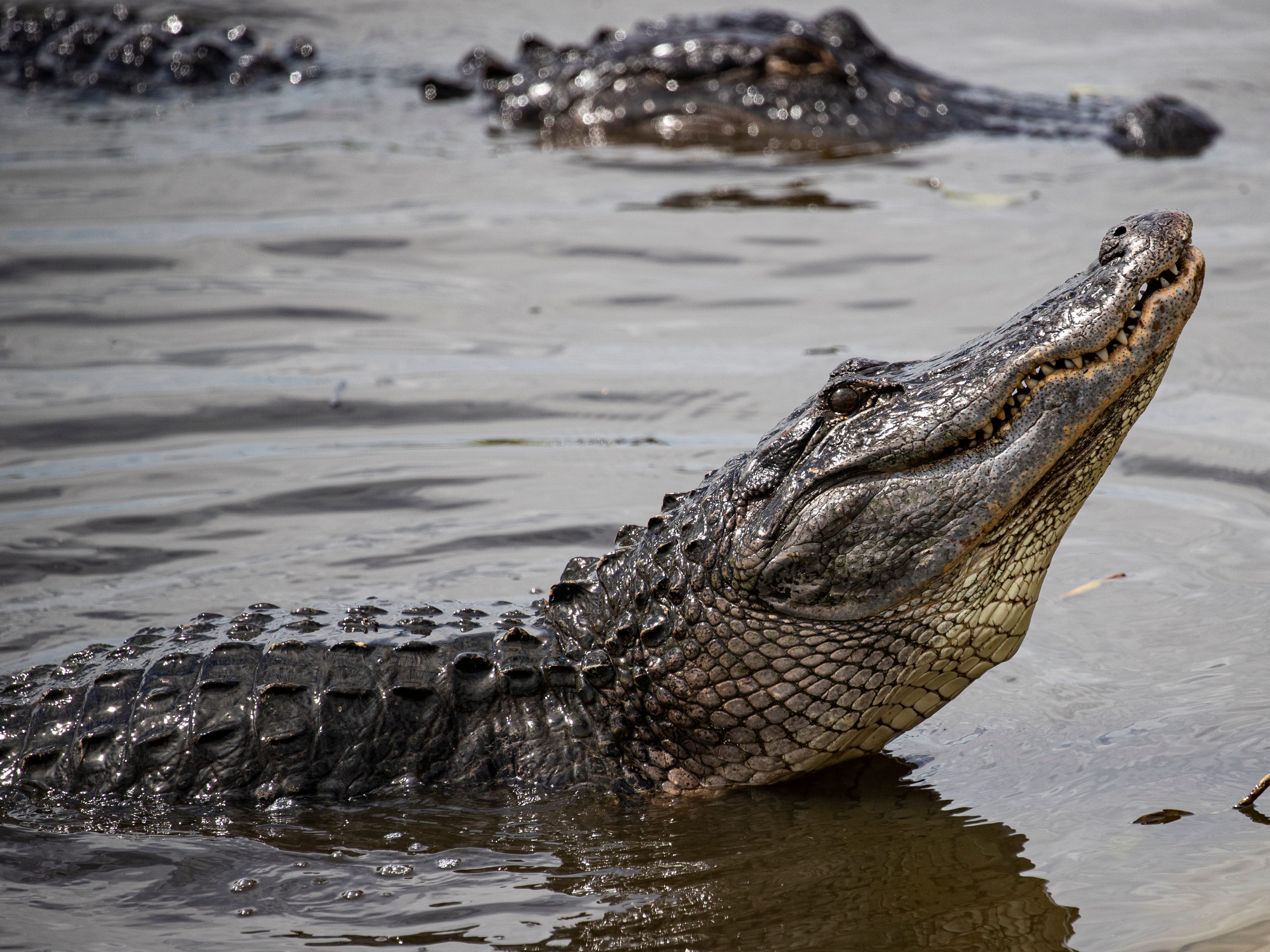 Watch and hear an alligator bellow at Gainesville's La Chua trail