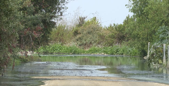 Poisonous hydrogen cyanide detected in Tijuana River Valley, researchers say