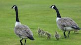 New Jersey town to gas the geese — NJ Top News