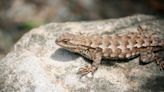 What to know about the 3 most common lizards in the Sacramento region