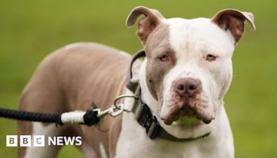 Bradford XL bully to be destroyed, court rules