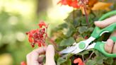 How to Deadhead Geraniums to Keep the Flowers Coming All Summer