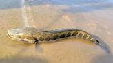 Invasive fish that can slither on land and breath air found in Missouri