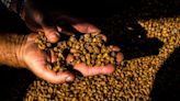 What Exactly Are Tiger Nuts And What Do They Taste Like?