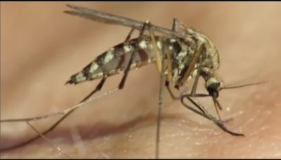 Case of West Nile Virus confirmed in Niagara County