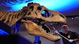 Researchers discover most dinosaurs were warm-blooded