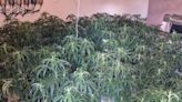 Close to 150 cannabis plants found after police raid following tip-offs