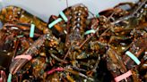 Maine lobster industry sues California aquarium for 'red list' that led to boycott